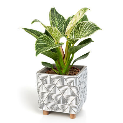 Philodendron