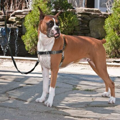Hundegeschirr mit Leine